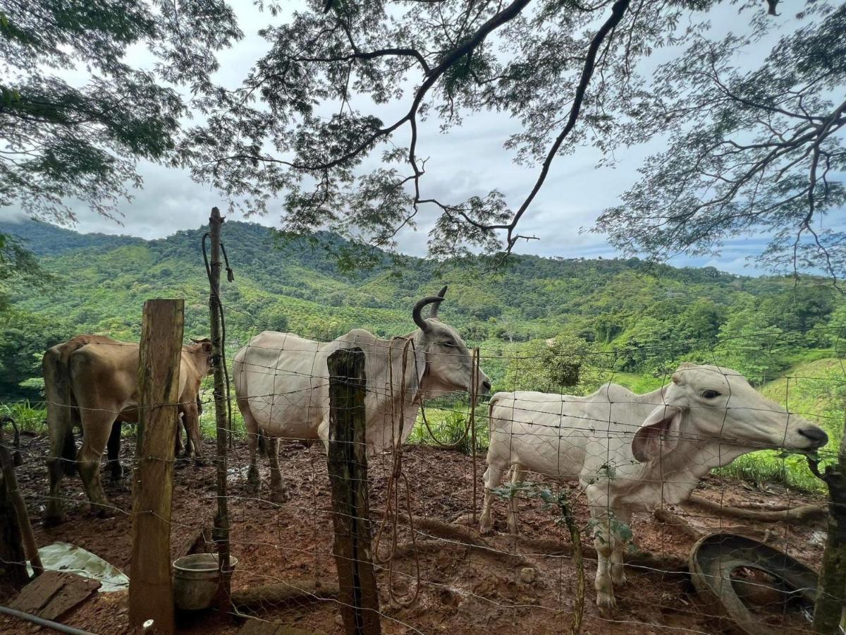Cabana Tolle Vista Savegre Exteriér fotografie
